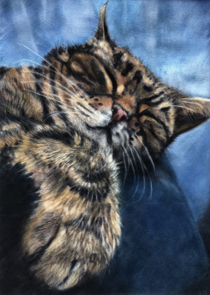 Cat Portrait in Soft Pastel